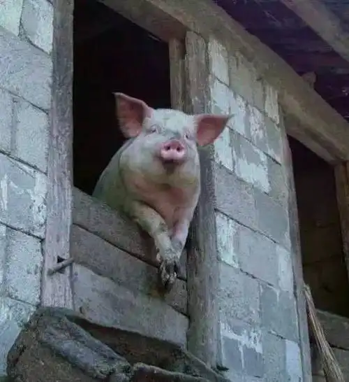 朋友一生一起走  谁让带饭谁是狗