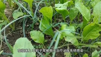 车前子的作用与功效