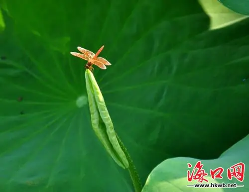 小荷才露尖尖角 早有蜻蜓立上头