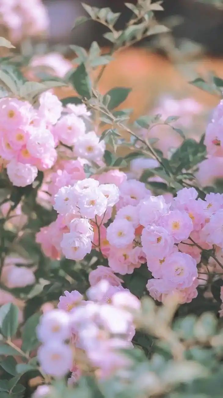 看到好看的花花 只想给你看@. #手机壁纸 #春日抖音图文扶 - 抖音