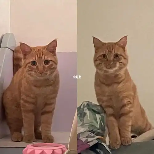 发腮_橘猫_眉山攻略_红狗怎么样_猫咪_尾巴生活怎么样_猫咪发腮_宠物