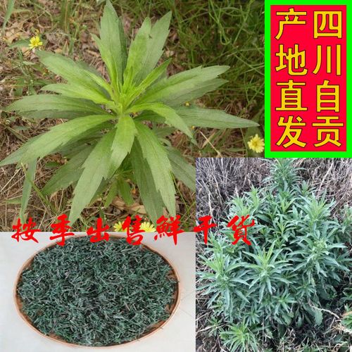 野生小飞蓬中草药材中华大蓬草小蓬竹叶艾纯天然原生态晒干新鲜