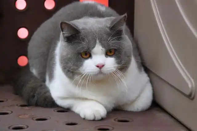 黑色英短和普通黑猫的区别,纯黑英短的鉴别方法-宠物的家