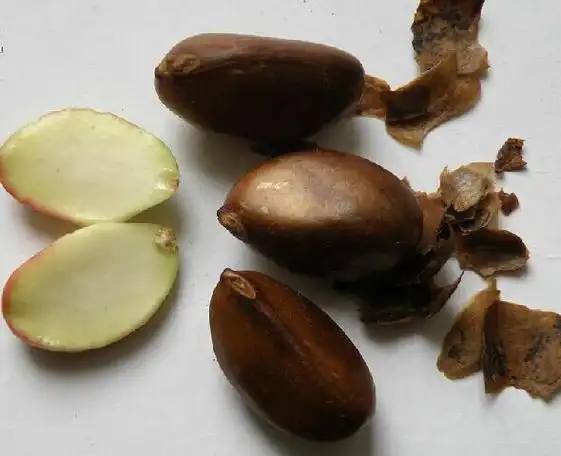 枇杷核是什么垃圾?