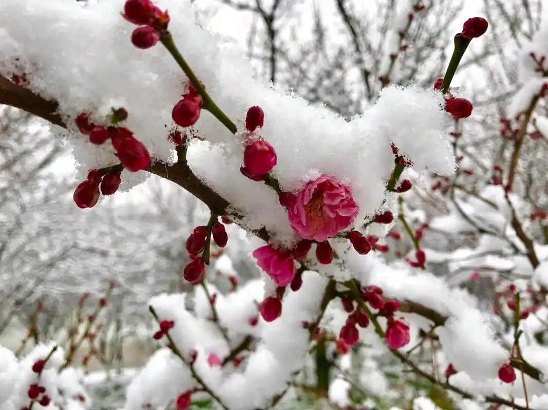 傲雪寒梅独自开,一缕幽香扑面来,眷恋红尘多少爱,独衷梅花怡情怀