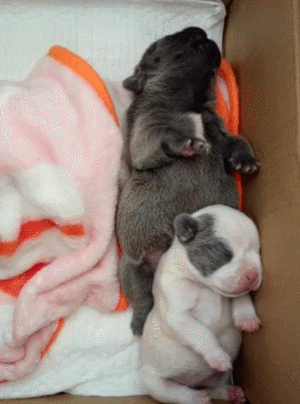 小狗狗汪星人搞笑可爱淘气gif动图_动态图_表情包下载_soogif