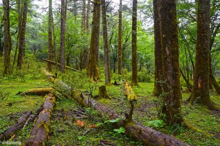 原创云南玉龙雪山之下藏着深幽神秘的原始森林宛如魔界仙境