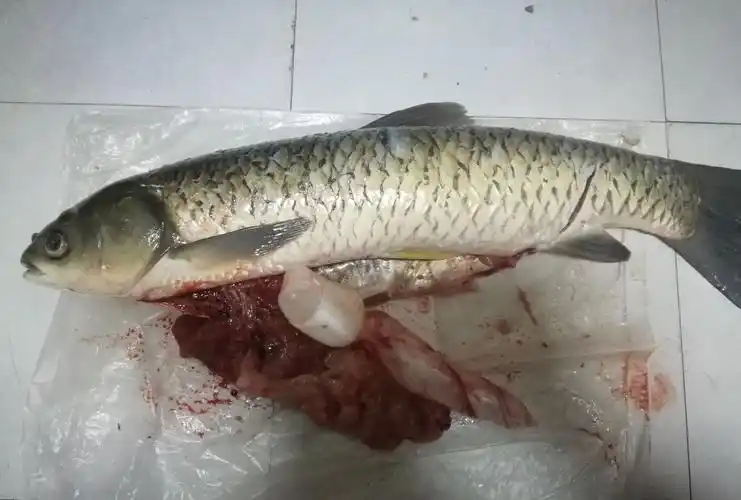 杀鱼,看起来简单,操刀后才发觉好复杂……_高清图集_新浪网