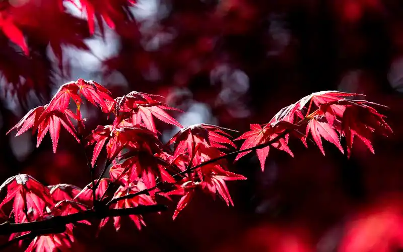 热情如火的红枫桌面壁纸