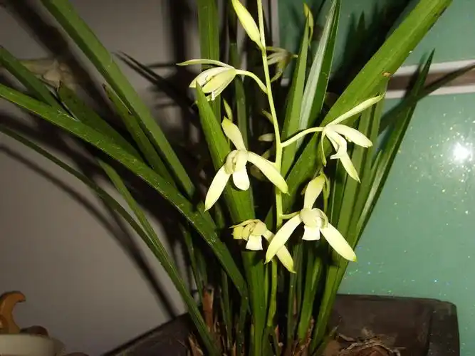 在线求助这是什兰草花 现在正在开花