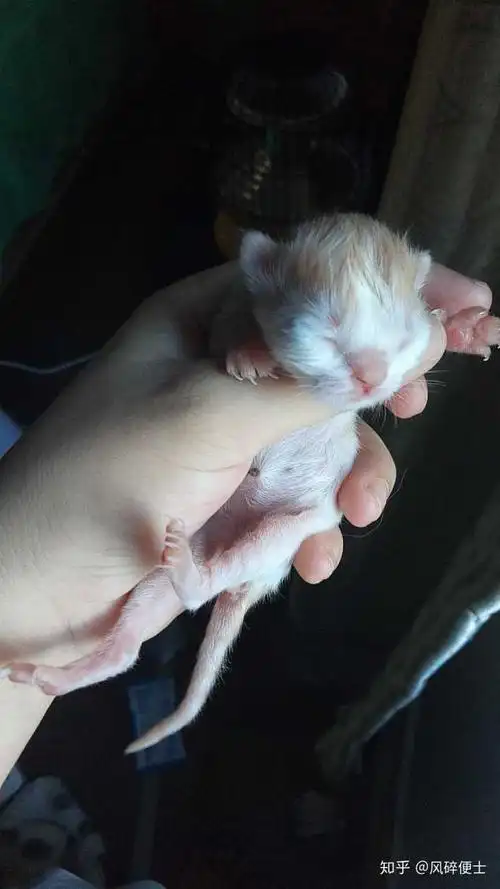把一只刚出生的小奶猫一直养大是什么感觉?