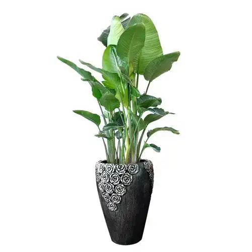 客厅大型植物盆栽天堂鸟鹤望兰室内真花办公室绿植花卉吸甲醛好养