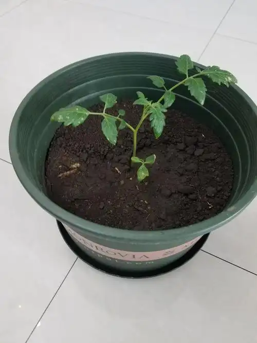 感谢北大荒农科院的叔叔阿姨,今天我得到了一株西红柿秧苗,开始我的