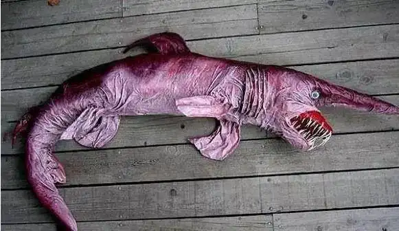 世界上最丑的鱼 不能吃的,就算是能吃,它的身体内也没有肉