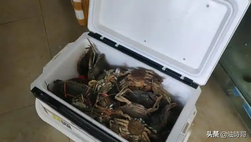 黑鲷鱼多少钱一斤(船钓擒获单条8斤重狡猾大黑鲷) - 价格百科