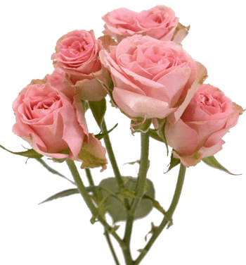 植物花卉素材手绘