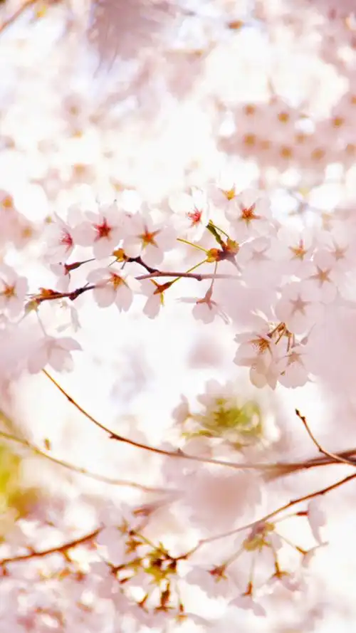 清新 摄影 田园 绿色 自然 淡雅 风景名胜 壁纸 素材 锁屏 屏保 高清