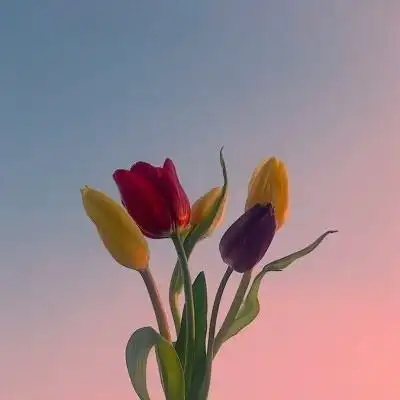 淡雅清新的花图片头像静物小清新头像高清图片个性好看的静物风景图片