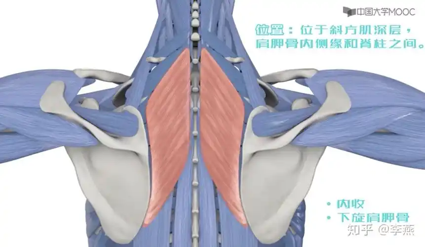 一,背部肌肉分布