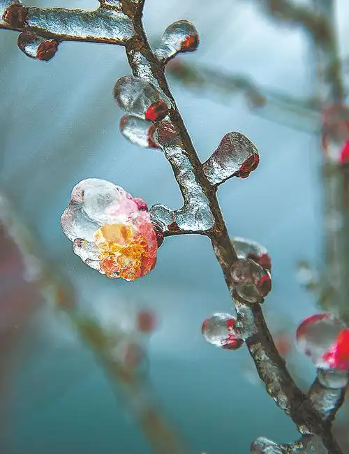 晶莹剔透冰梅花