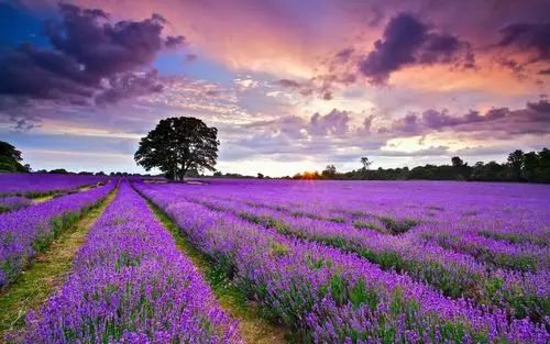 26崇明紫海鹭缘熏衣草爱情主题--紫色浪漫之旅交友活动