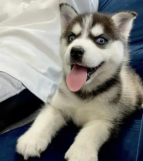 纯种宠物狗哈士奇幼犬低价领养 狗狗疫苗驱虫定期做的 活泼可爱 可以