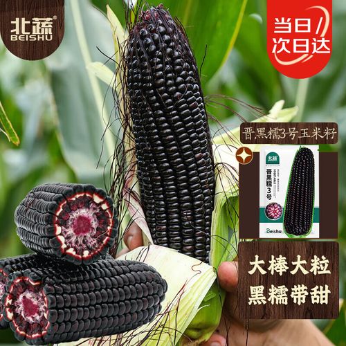 北蔬 玉米种子黑甜糯矮大棒春季种籽 晋黑糯3号玉米种子120g(30gx4包)