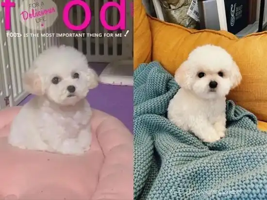 她曾经用一个月的时间,完成了一只高25厘米,1:1还原的比熊.