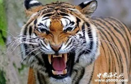 中国科研人员首次在野外拍到孟加拉虎活体照片