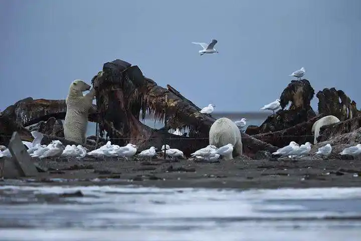 北极熊竟打劫垃圾车!震惊的同时,人类是否应该反思自己!
