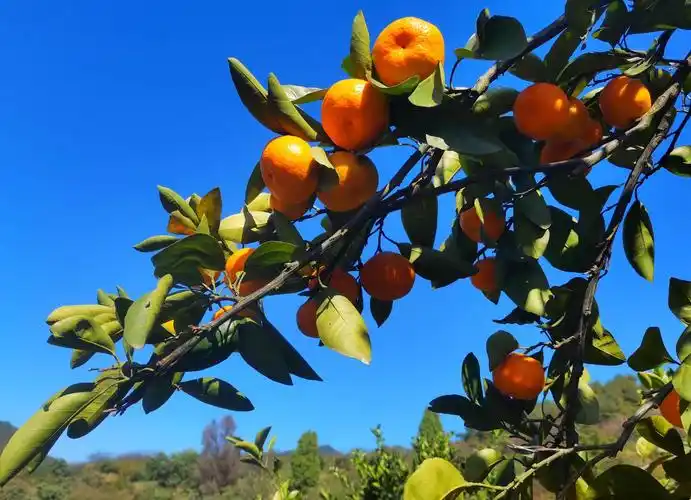 金秋十月,秋高气爽;秋收季节,硕果累累;笑语满园,收获满满!