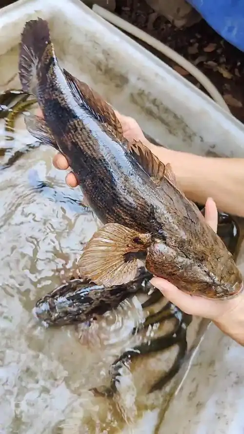 笋壳鱼到底能长多大,目前我捉到最大7斤?