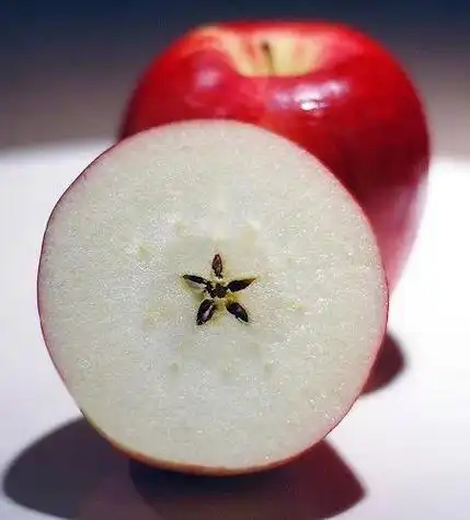 把苹果横切开来,就会发现其中有一个隐藏的五角星图案,那是因为苹果的