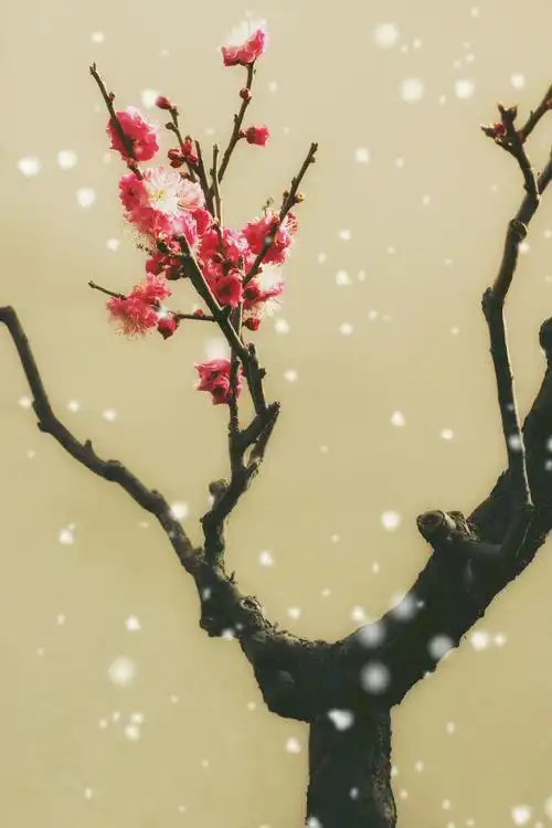 梅花冬韵——摄于2021年元月中山公园塘花坞