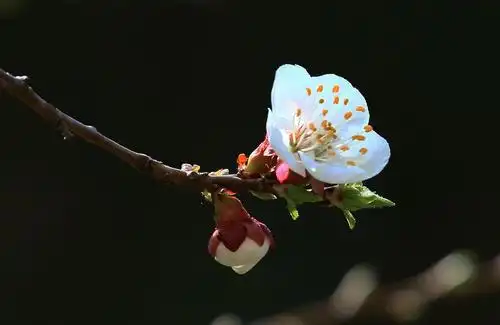 【套图】漂亮的杏花(秦皇岛)-蜂鸟网