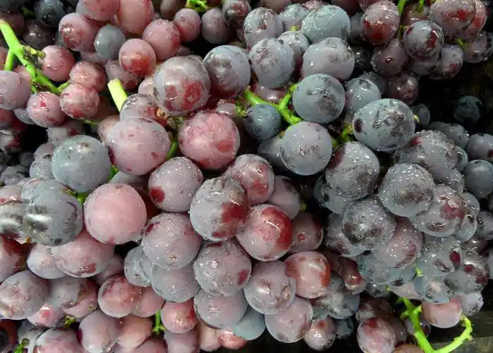 巨峰葡萄新鲜水果大量上市