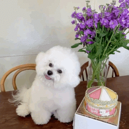 比熊|狗狗|比熊犬|小公主|狗粮_网易订阅