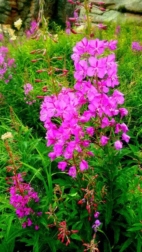 750_1326竖版 竖屏