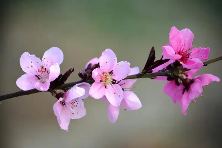 眼下正值京城的桃花竞相绽放,用这首诗来形容是再贴切不过了.