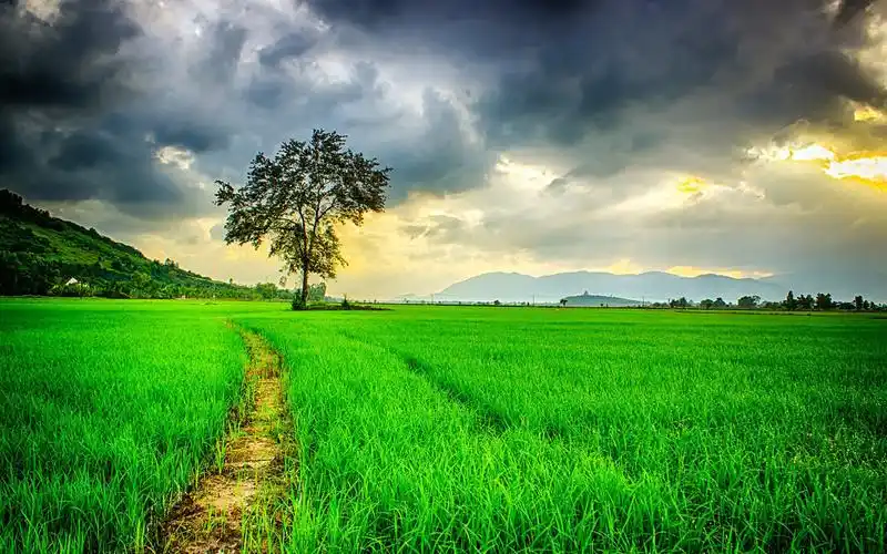 绿色护眼自然风光图片桌面壁纸