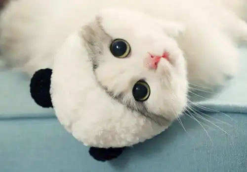 清新软萌猫咪图片_萌爆了的喵星人