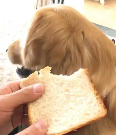 叫金毛和哈士奇咬一口面包 果然土匪就是不一样