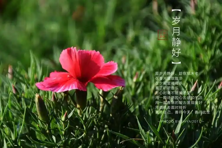 其它 愿光阴含笑,岁月静好 写美篇摄影    小鸭麻