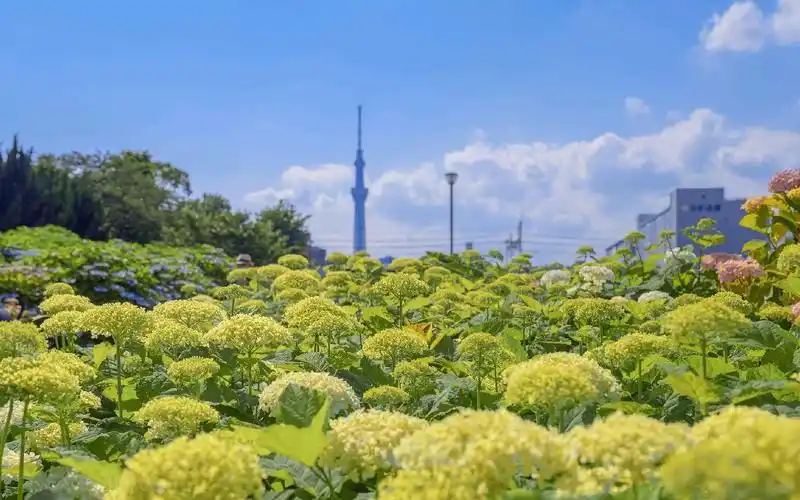 日本夏日风光网红ins潮图壁纸