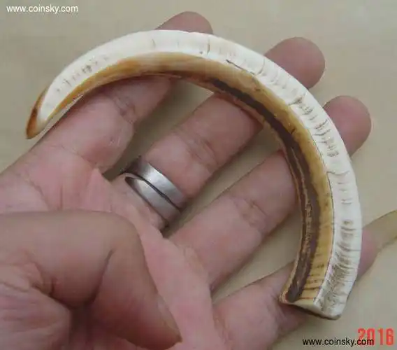 少数民族的饰品:野猪牙