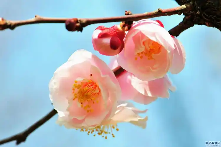 再发一组梅花照片.