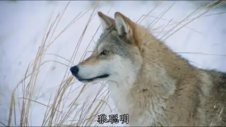 狼图腾:人类偷取狼群食物,并且屠杀狼崽,狼王的复仇来了(1)