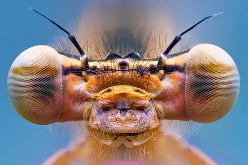 镜头下的世界奇妙物语!2020年度特写摄影师大赛获奖公布