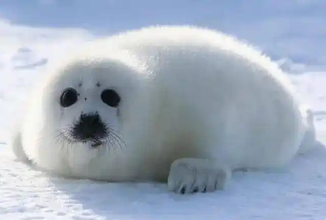 十大最萌宠物,看看有你喜欢的萌宠上榜么_动物