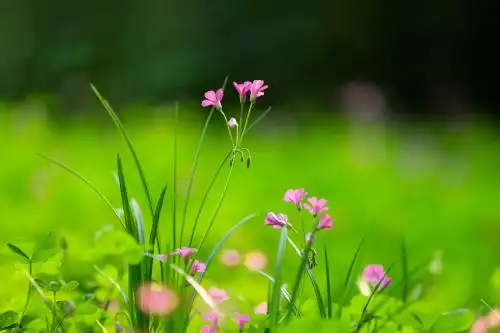 幸运草开花 四叶草